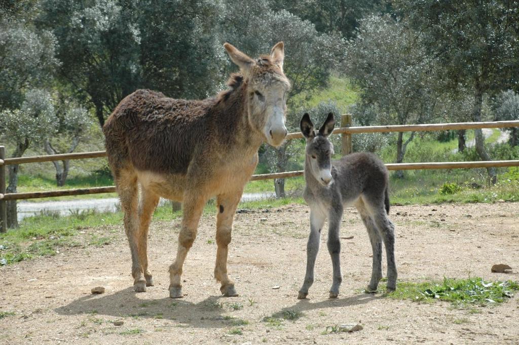 Quinta Do Chocalhinho Agroturismo & Spa Одеміра Екстер'єр фото
